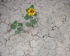 Climate crisis-driven heat ‘sucking soils dry’ as extreme drought hits Europe