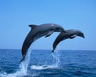 ‘Scavenger’ dolphins increasingly rely on trawlers for food in overfished Adriatic, say scientists