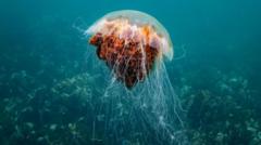 How afraid should we be of jellyfish off UK shores?